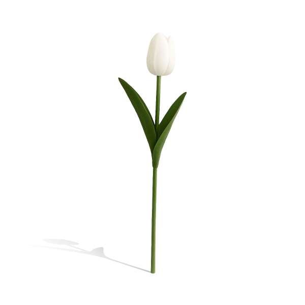 Lule Tulipani Zi