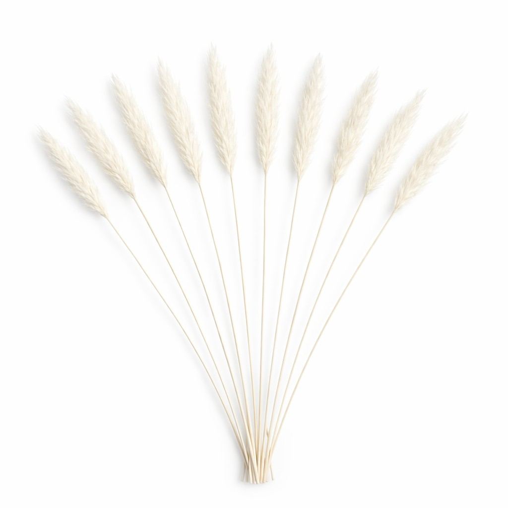 Degë Dekorative Pampas Set 10 copë