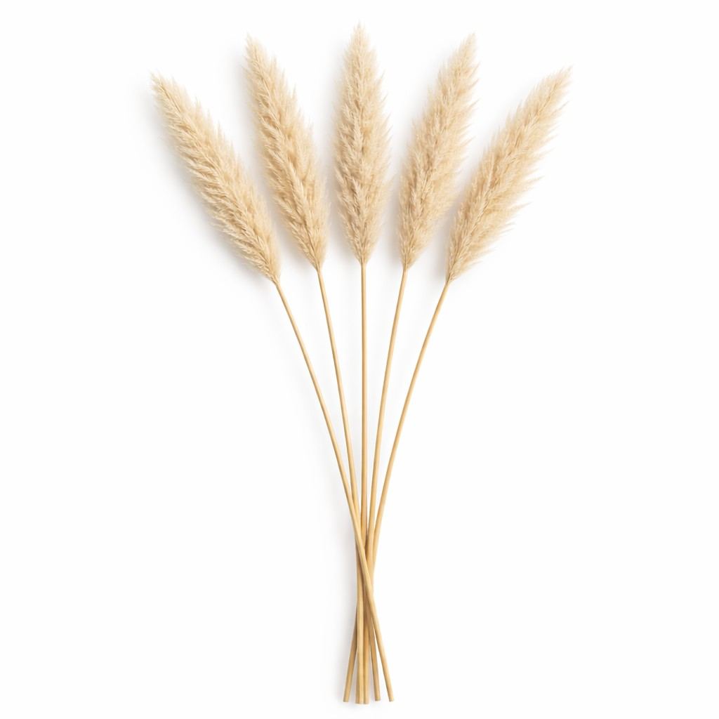 Degë Pampas Krem – Set 5 Copë